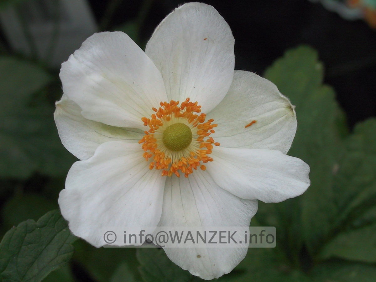 Anemone japonica Honorine Jobert - Macro.JPG